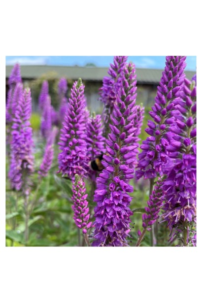 Квіти вероніки Фірст Матч